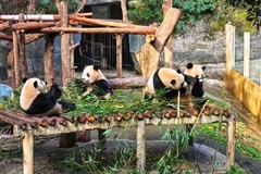 [2025] TRUNG QUỐC 5N4Đ GY “SAY Ở QUÝ CHÂU” MAO ĐÀI–XÍCH THUỶ-TRÙNG KHÁNH–QUÝ DƯƠNG