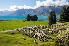 [2024] DU LỊCH NEW ZEALAND – VÙNG ĐẤT THẦN THOẠI CỦA THIÊN NHIÊN 7N6Đ MH
