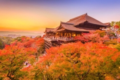 [2026] 6N5Đ VN CUNG ĐƯỜNG VÀNG NHẬT BẢN TOKYO-NÚI PHÚ SỸ-NAGOYA-KYOTO-OSAKA