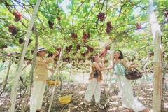 [2022] -  HÀ NỘI - NHA TRANG - NINH THUẬN 4N3Đ