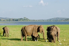 [2022] Khám phá Sri Lanka-hòn ngọc Ấn Độ Dương Colombo–Anuradhapura-Lion Rock-Kandy-Nuwara Elyia – Ella – Galle-Ahungalla 8N7D