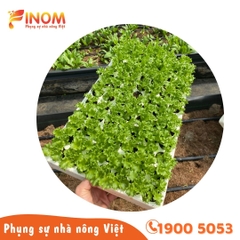 Khay xốp ươm cây 84 lỗ