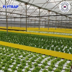 Bẫy dính côn trùng FLYTRAP (dạng cuộn)