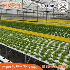 Bẫy dính côn trùng FLYTRAP (dạng cuộn)