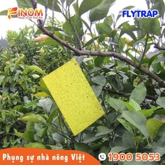 Bẫy dính côn trùng FLYTRAP (dạng tấm)