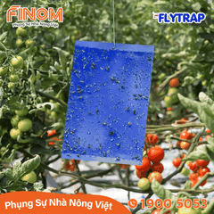 Bẫy dính côn trùng FLYTRAP (dạng tấm)