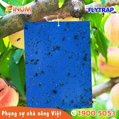 Bẫy dính côn trùng FLYTRAP (dạng tấm)