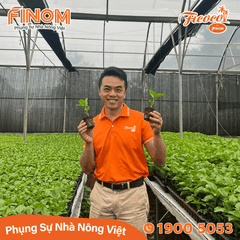Giá thể xơ dừa ươm cây Coco Boost