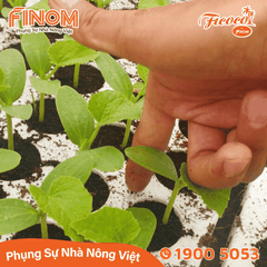 Giá thể xơ dừa ươm cây Coco Boost