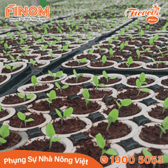 Giá thể xơ dừa ươm cây Coco Boost