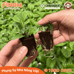 Giá thể ươm cây peat moss QTS