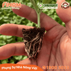 Giá thể ươm cây peat moss QTS