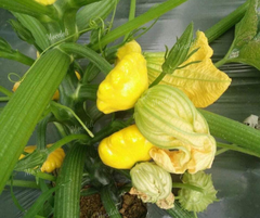 Bí đĩa bay Mộc Châu