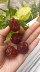 Mận hậu sấy dẻo Mộc Châu túi 500gr