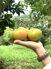 Hồng giòn Mộc Châu