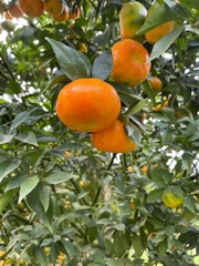 Cam canh Mộc Châu