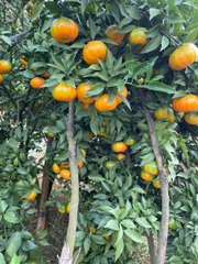 Cam canh Mộc Châu