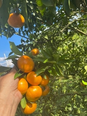 Cam canh Mộc Châu