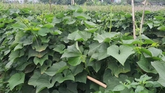 Ngọn Su Su Mang trong mình cả cái se lạnh của sương núi.