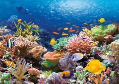 Đồ Chơi Xếp Hình Puzzle 1000 Mảnh Coral Reef Castorland C-101511-2