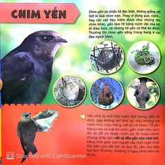 Bí Ẩn Thế Giới Loài Vật - Chim