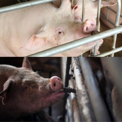 Núm Uống Tiết Kiệm Nước Cho Heo Dạng Núm Mỏ Vịt