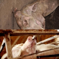 Núm Uống Tiết Kiệm Nước Cho Heo Dạng Núm Mỏ Vịt