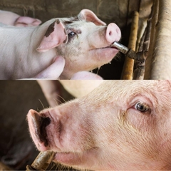 Núm Uống Tiết Kiệm Nước Cho Heo Dạng Núm Mỏ Vịt