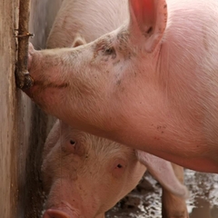 Vòi Cho Lợn Uống Nước Inox 201, Ko Han Rỉ, Núm Vặn Dày