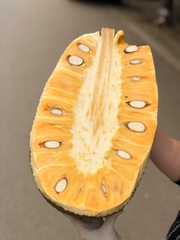 Mít Thái