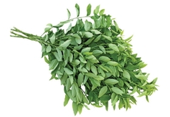Rau Ngót ( Rau Bồ Ngót)