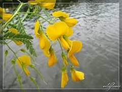 Bông Điên Điển