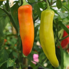 Ớt Batri