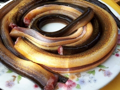 Lươn Làm Sạch