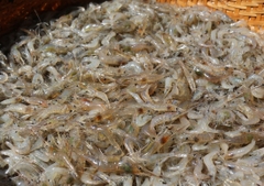 Tép Đồng