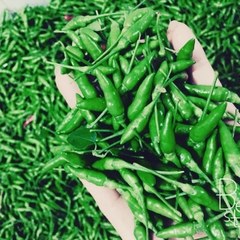 Ớt Hiểm Xanh