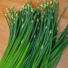 Bông Hẹ