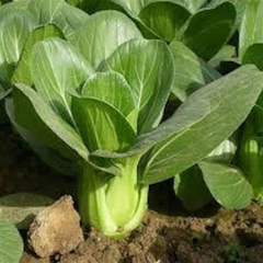 Cải Thìa