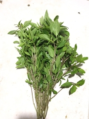 Húng Quế