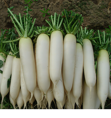 Củ Cải Trắng
