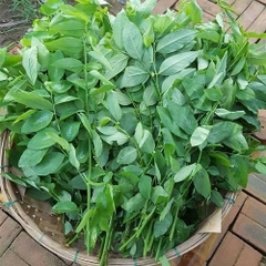 Rau Ngót ( Rau Bồ Ngót)