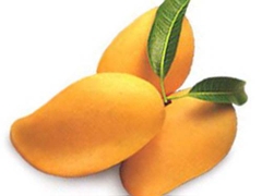 Xoài Chín
