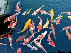 Tại sao cá koi hay cạ mình vào thành bể? Xử lý như thế nào?