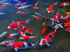 Cá koi bơi lờ đờ có phải bị bệnh không? Xử lý như thế nào?