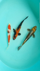 3e-tosai-nhat-trai-marusei-size-15-18cm-gia-1trieu-e