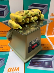 Cân Điện Tử Tính Tiền 60kg Q1 | Cân Bán Hàng, Thực Phẩm Chính Xác Cao