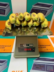 Cân Điện Tử Tính Tiền 30kg Q1 | Cân Bán Hàng, Thực Phẩm Chính Xác Cao