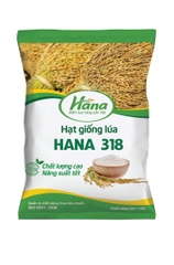 Giống lúa thuần HANA 318