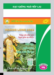 Ngô nếp đường lai Hoàng Long 2362