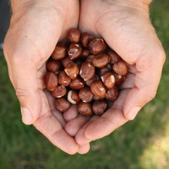 Nhân hạt phỉ nguyên vỏ lụa Whole Hazelnut - Thùng 10kg